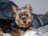 Hi! I'm new here and this is my yorkie.-gracie7.jpg