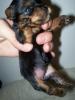 Welcome home Lil Maddie!!!-lil-maddie-3-wks-2.jpg