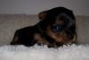 Welcome home Lil Maddie!!!-lil-maddie-3-wks-3.jpg