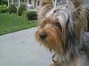My Pretty Belle-cutest-yorkie-girl.jpg