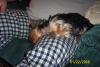 Post Your Cute Sleeping Pictures Here !-haley-asleep-daddys-lap-900-x-600-.jpg