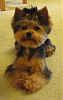 My furbaby Chloe-chloe-142-small.png