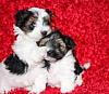 Biewer puppy photo shoot....-th_024-5.jpg