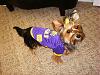 Bailey's new outfit!!-mi-lsu.jpg