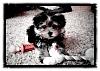 My Morkie, Banksy-1312596523650-copy-3.jpg