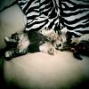 My Morkie, Banksy-1312674645278-copy-2.jpg