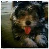 My Morkie, Banksy-1313802227816.jpg