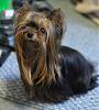 As a YORKIE, it is one of my UNALIENABLE rights...-kid_3011.jpg