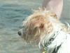 Furkids at the Beach-php8thhnmpm.jpg