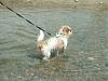 Furkids at the Beach-phph450rjpm.jpg