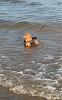 Furkids at the Beach-cookiebeachyt.jpg