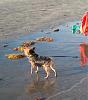 Furkids at the Beach-cookiebeach2yt.jpg