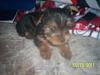 pictures of buster when he was a puppy-picture-167.jpg