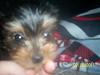 pictures of buster when he was a puppy-picture-168.jpg