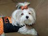 The girls wearing their raffle prize! Darlin Beaux's bows!!-ellie-harness-football-bow.jpg