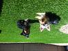 Abby and Max enjoy their fake grass-photo.jpg