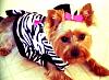 Bailey's Halloween Costume!-zebra10.jpg