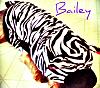 Bailey's Halloween Costume!-zebra13.jpg