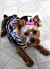 Bailey's Halloween Costume!-zebra14.jpg