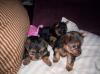 Pics of Sweeties babies.-sweeties-pups-1-22-06.jpg