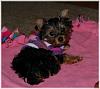 Paisley and the Weenie Dog.-paisley-.jpg