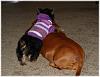 Paisley and the Weenie Dog.-paisley-n-riley.jpg