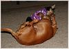 Paisley and the Weenie Dog.-paisley-n-riley-2.jpg