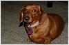 Paisley and the Weenie Dog.-riley.jpg