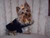 More photos - Gizmo & Zaylee in new outfits!-giz.jpg