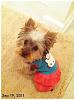 My Puppy in Hello Kitty-312465_10150284819161783_629911782_8180674_641722203_n.jpg