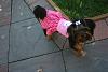 Pyper in Hello Kitty Dress & Playing Outside!-img_9216.jpg