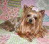 Beautiful Yorkie Rag Quilt - Thank You Shinja!-shinjas-rag-quilt-beautiful-104.jpg