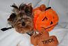 Halloween Photo Shoot-dsc_1110.jpg