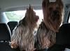 Max & Teddy: backseat drivers-car2.jpg