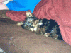 New Puppy to YT!-genosleeping.gif