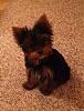 New Puppy to YT!-316713_573639330541_52002515_32109381_574066317_n.jpg