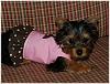 Paisley in her new harness vest from Fairy Tails-paisley-c1a.jpg
