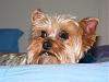 My Yorkie, got her today-2.jpg