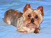 My Yorkie, got her today-33.jpg