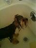Bath time! Chloe's getting ready for her big day tomorrow..-bath_time_2.jpg