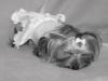 B&W of my babies-lexi-tori-028.jpg