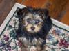 My Yorkie Babies-jake2.jpg