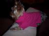 Weegie will you be my Valentine?-hallie-pink-shirt.jpg