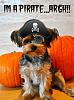 Happy Halloween!!!-pirate.jpg