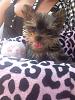 Lilo your average yorkie college girl ;]-lilo-panting.jpg