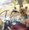 Riley had his first Harley ride today-026.jpg