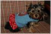 Paisley and her new harness dress-paisley-15a.jpg