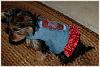 Paisley and her new harness dress-paisley-b.jpg