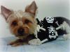 Happy Halloween, from gremlin :)-img02234-20111011-1830.jpg