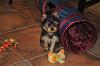 More of Molly-dsc_0025.jpg